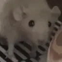 CinnyJam emote for Discord