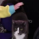 CindyBongo emote for Discord