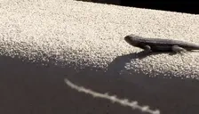 CinnaPushUp emote for Discord