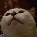 ciascoPet emote for Discord