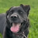 Cirka animated emote for Discord, Twitch and Slack