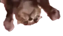 ckappi emote for Discord