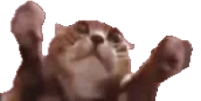 clappi emote for Discord