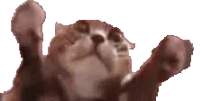 clappi emote for Discord