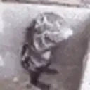 cleanrat emote for Discord