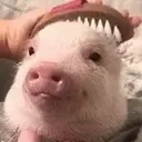 CleanThePig emote for Discord