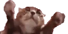 clappiS emote for Discord