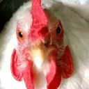 cluck emote for Discord