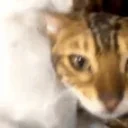 Cluh emote for Discord