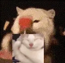 claudiaShakey emote for Discord