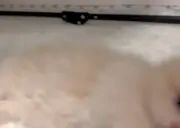 Clean emote for Discord