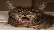 CloudYAWN2 emote for Discord