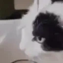 Clueless emote for Discord