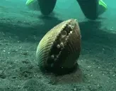 ClamPOP emote for Discord