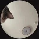 clairo emote for Discord