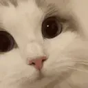 CloseCat emote for Discord