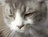 clintplonk emote for Discord