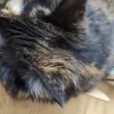 CleoEyes emote for Discord