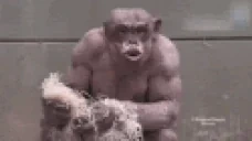 ClavoMonke emote for Discord