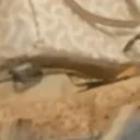 cleopeek emote for Discord