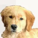 CliffyPuppy emote for Discord