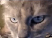 clemKISS emote for Discord