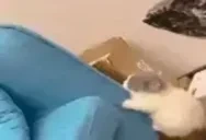 Climb emote for Discord