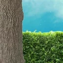 CloverCreep emote for Discord