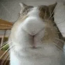 bnuuy emote for Discord