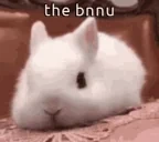 bnu emote for Discord