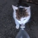 BWAH emote for Discord