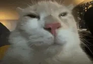 bwuh emote for Discord