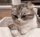 BWAHAHAHA emote for Discord