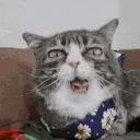 bwaaaah emote for Discord