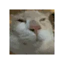 BwuhSpin emote for Discord