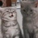 BwoKiss emote for Discord