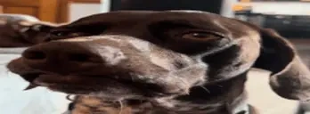 bsbutok emote for Discord