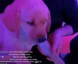 byebye emote for Discord