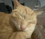 byh emote for Discord