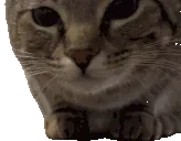 byeGoodbyeBye emote for Discord