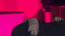 byakkoFail emote for Discord