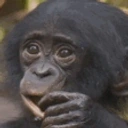 bxmMonkey emote for Discord