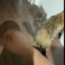 bye_shamboo emote for Discord