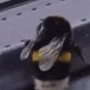 BzzVanetTwerk emote for Discord