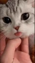 ccat emote for Discord