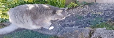 ccutgrass emote for Discord