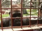 CELA emote for Discord