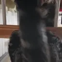 CesarTail emote for Discord