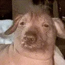 cessHyperJam emote for Discord