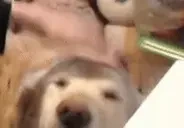 cerberoPat2 emote for Discord